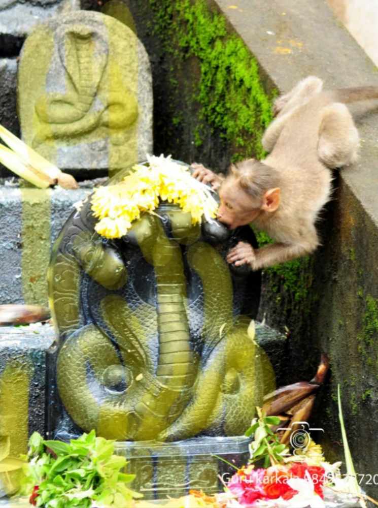 ಕರಾವಳಿಯ ತುಳುನಾಡಿನಾದ್ಯಂತ ನಾಗರಪಂಚಮಿಯ ಸಡಗರ