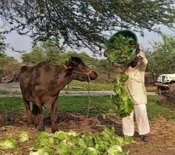 ಎಮ್ಮೆಯ ಹುಟ್ಟು ಹಬ್ಬ ಆಚರಣೆ: ಮಾಲೀಕನ ವಿರುದ್ಧ ದೂರು ದಾಖಲು