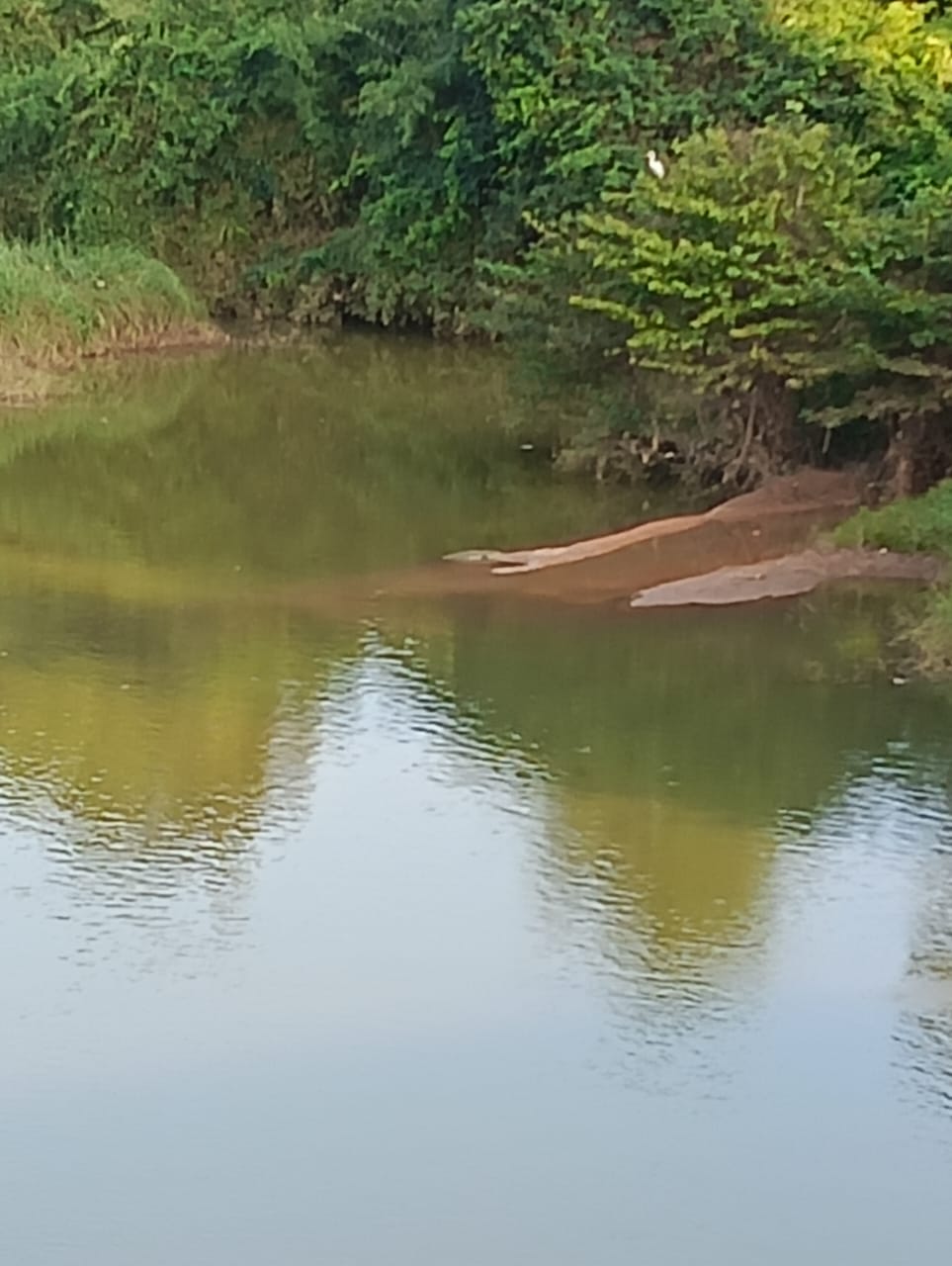 ಬೆಳ್ತಂಗಡಿ : ಮೊಗ್ರು ಗ್ರಾಮ ಮುಗೇರಡ್ಕ ನೇತ್ರಾವತಿ ನದಿಯಲ್ಲಿ ಮೊಸಳೆ ಪತ್ತೆ🐊