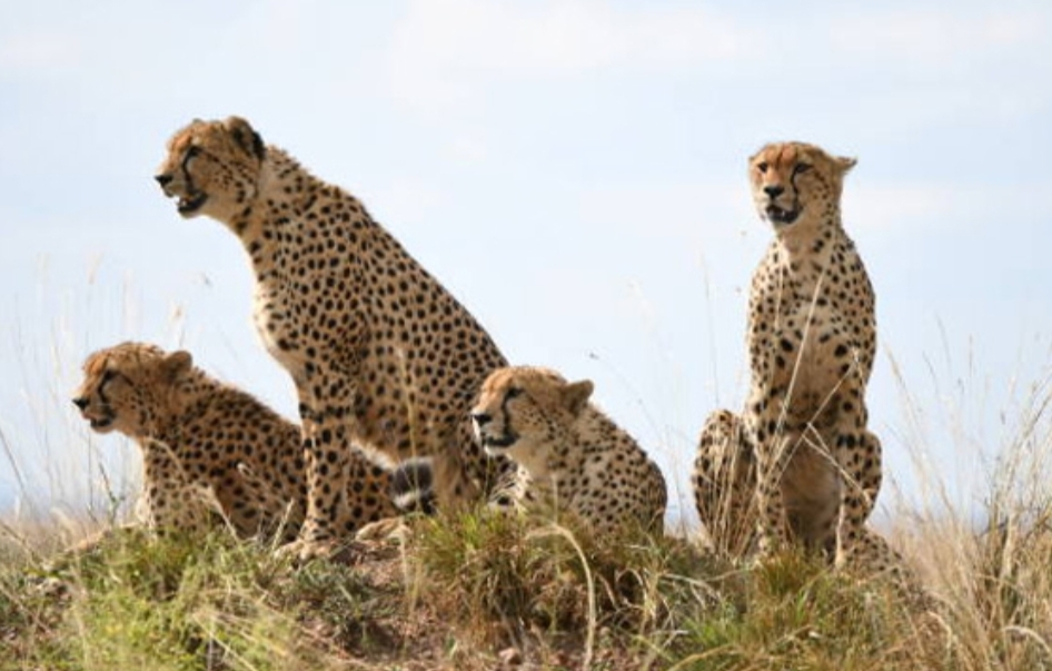 ಬೆಳ್ತಂಗಡಿ ತಾಲೂಕಿನ ಮುಂಡಾಜೆ ಪರಿಸರದಲ್ಲಿ ಕಾಣಿಸಿಕೊಂಡ ಚಿರತೆ ಕೃಷಿ ಕಾರ್ಮಿಕರಲ್ಲಿ ಮೂಡಿದ ಆತಂಕ