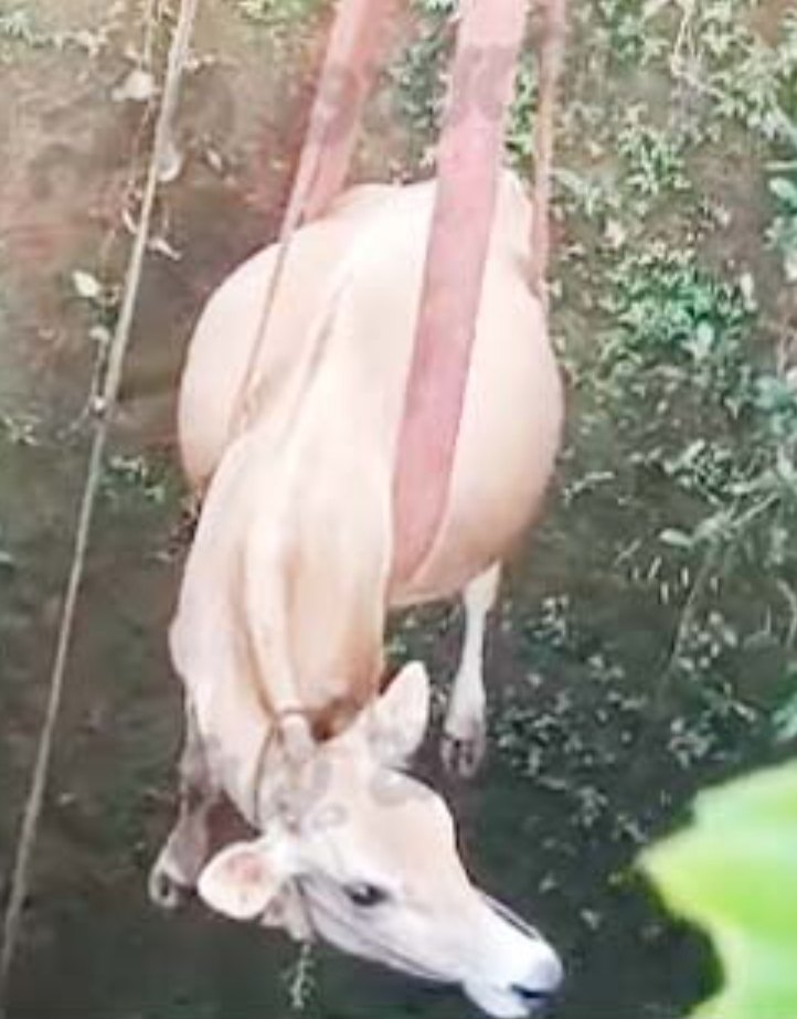 ಹೇಡ್ಯಾದಲ್ಲಿ ಬಾವಿಗೆ ಬಿದ್ದು ಹಸು, ಸ್ಥಳೀಯ ಯುವಕರಿಂದ ರಕ್ಷಣೆ