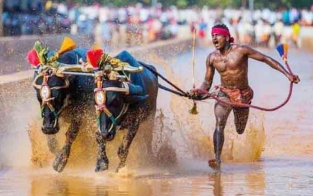 “ಬಂಗಾಡಿ ಕೊಲ್ಲಿ” 28ನೇ ವರ್ಷದ ‘ಸೂರ್ಯ – ಚಂದ್ರ’ ಜೋಡುಕರೆ ಕಂಬಳ