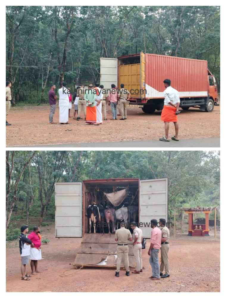 ಕಡಬ ಸಮೀಪ ಅಕ್ರಮ ಗೋಸಾಗಾಟ ತಡೆ: 19 ಗೋವುಗಳ ರಕ್ಷಣೆ