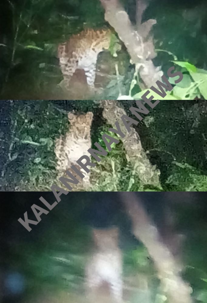 ಬೆಳ್ತಂಗಡಿ: ನೆರಿಯದಲ್ಲಿ ರಬ್ಬರ್ ತೋಟದಲ್ಲಿ ಚಿರತೆ ಓಡಾಟ