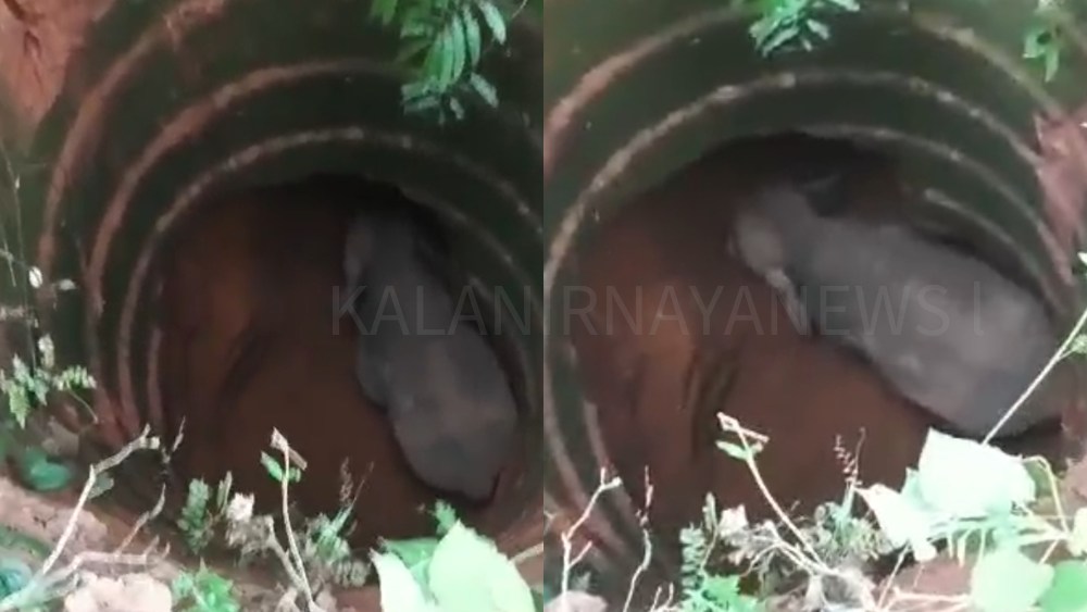 ಆಯತಪ್ಪಿ ರಾತ್ರಿ ಬಾವಿಗೆ ಬಿದ್ದ ಕಾಡಾನೆ ಪೆರಾಜೆ ಕಲ್ಲುಚರ್ಪೆಯಲ್ಲಿ ನಡೆದ ಘಟನೆ