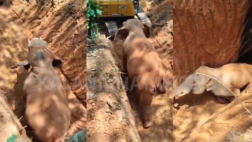 ಕಲ್ಚೆರ್ಪೆ ಗ್ರಾಮದಲ್ಲಿ ಬಾವಿಗೆ ಬಿದ್ದಿದ್ದ ಕಾಡಾನೆಯ ರಕ್ಷಣಾಕಾರ್ಯ ಯಶಸ್ವಿ