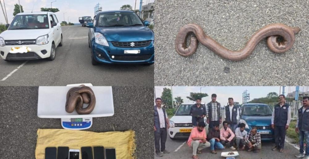 ರಡ್ಡ್ ಮಂಡೆಯ ಹಾವಿಗೆ  ಲಕ್ಷಲಕ್ಷ ಬೆಲೆ ಕಟ್ಟಿ ಮಾರಾಟಕ್ಕೆ ಯತ್ನ, ಐವರನ್ನು ಬಂಧಿಸಿದ ಸಿಐಡಿ ಅರಣ್ಯ ಸಂಚಾರಿ ದಳದ ಅಧಿಕಾರಿಗಳು!!!!