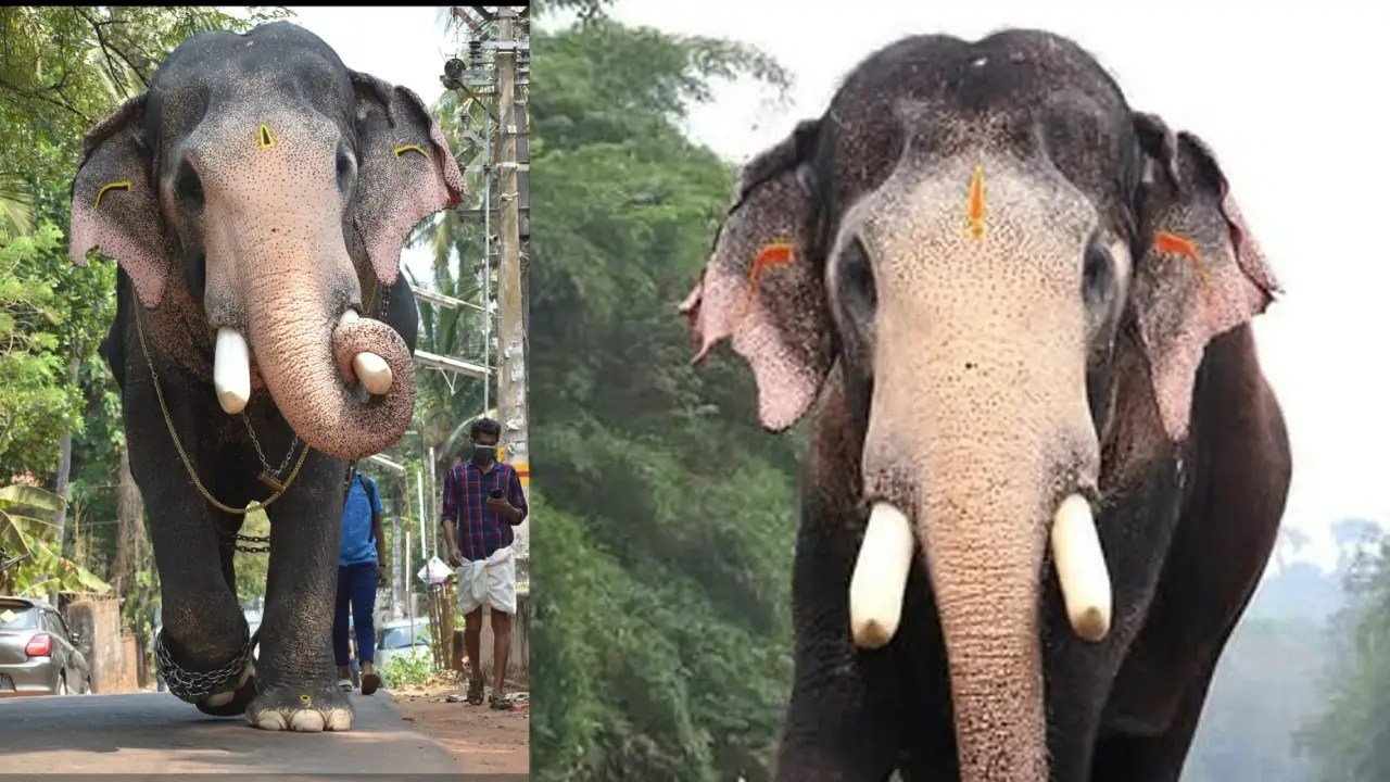 ಕೇರಳ: ಸಿಡಿಲು ಬಡಿದು ಪ್ರಸಿದ್ದ ಆನೆ ‘ಪಲ್ಲಟ್ಟು ಬ್ರಹ್ಮದತ್ತನ್’ ದುರಂತ ಸಾವು; ಶೋಕಸಾಗರದಲ್ಲಿ ಆನೆ ಪ್ರಿಯರು!